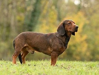 Alpine Basset Hound