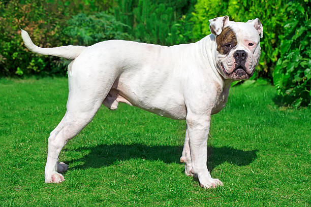 American Bulldog