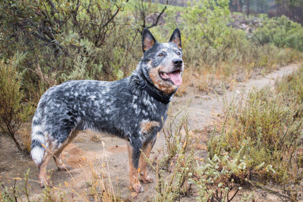 Australian Cattle Dog