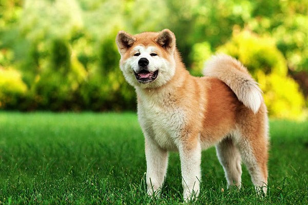 Akita Inu