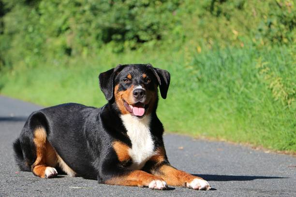 Appenzell Mountain Dog