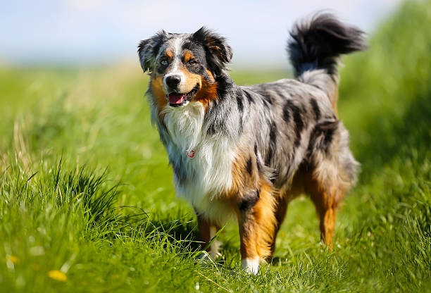 Australian Shepherd