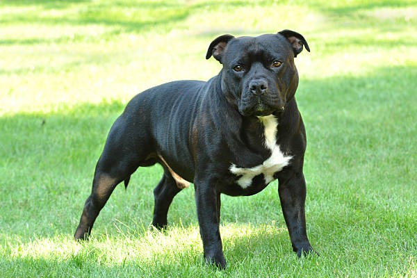 Amstaff (American Staffordshire Terrier)