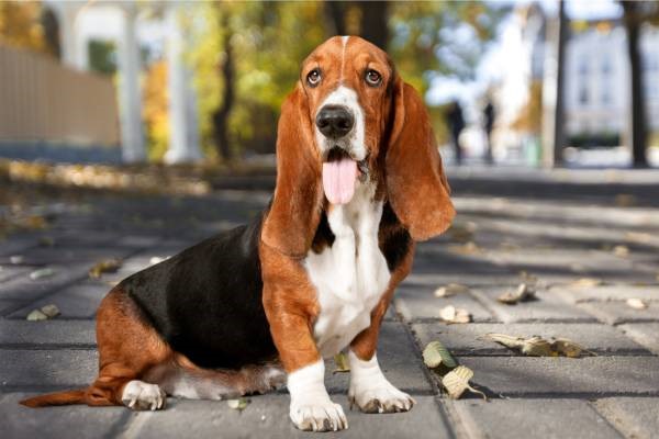 basset Hound