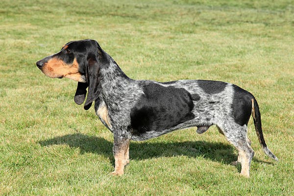 Blue Basset Hound from Gascony