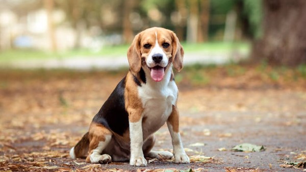 beagle