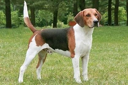 Beagle Harrier