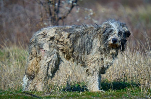 Bergamo Shepherd Dog