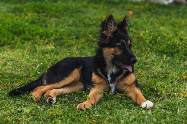 Bohemian Shepherd Dog