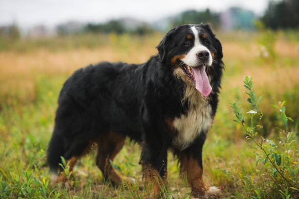 Bernese Mountain Dog