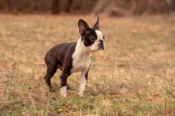 Boston Terrier