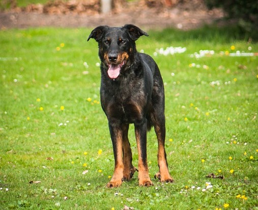 Beauceron (Beauce Shepherd Dog)