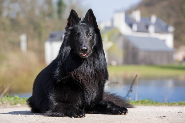 Belgian Shepherd