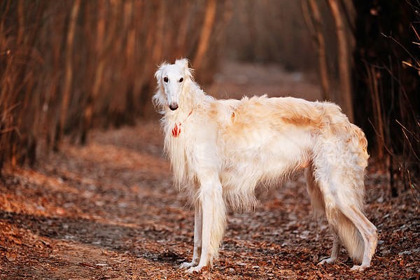Borzoi or Russian Greyhound