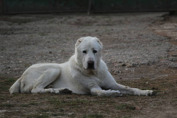 Central Asian Shepherd Dog