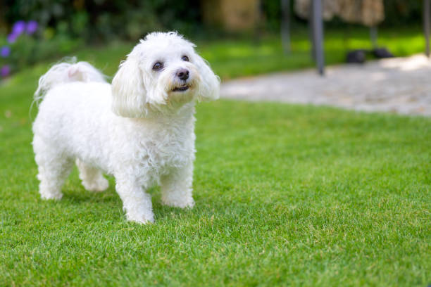Curly-coated bichon
