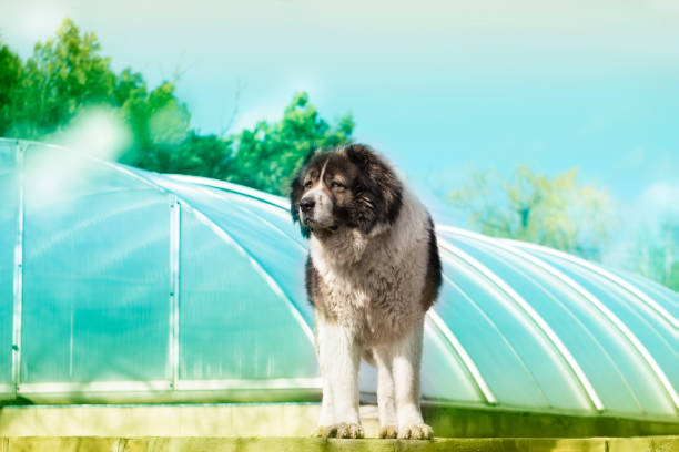 Caucasian Shepherd Dog