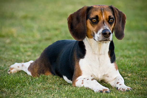 German Brachet (Deutsche Bracke)