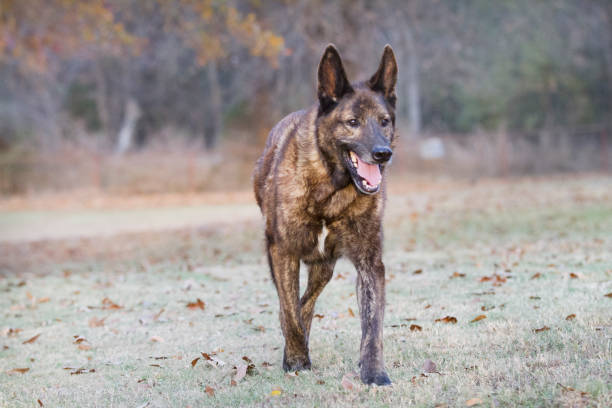 Dutch Shepherd Dog