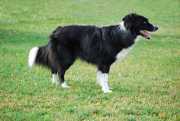 Embroider collie