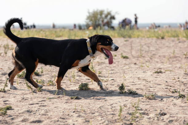 Entlebuch Mountain Dog