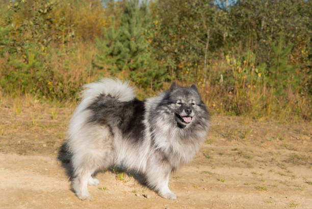 Finnish Lapland Shepherd Dog