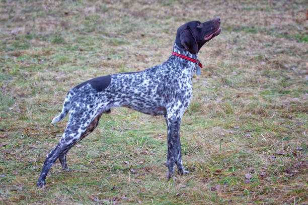 French Pointer