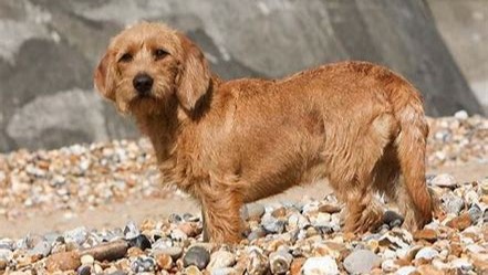 Griffon Basset of Brittany