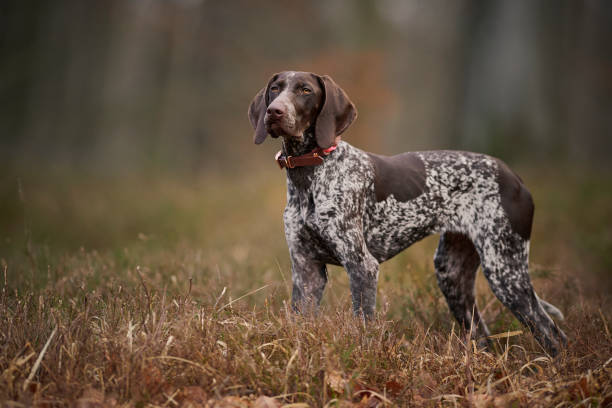 German Shorthaired Pointer