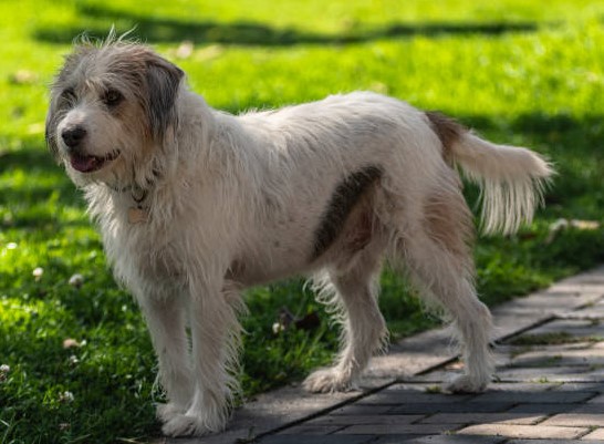 Long-haired Pyrenean Shepherd Dog