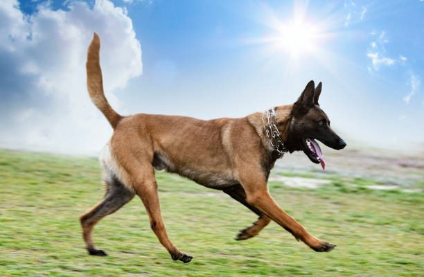 Malinois Shepherd Dog