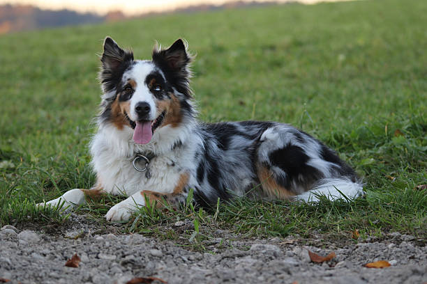 Miniature American Shepherd Dog