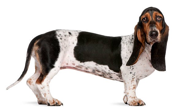 Norman Artesian Basset