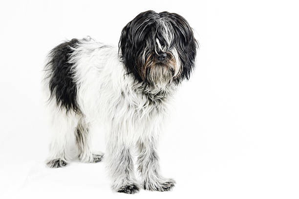 Polish Lowland Shepherd Dog