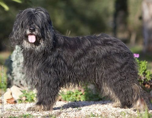 Portuguese Shepherd Dog