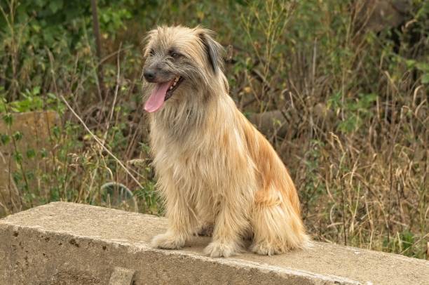 Pyrenean Shepherd Dog with a shaved face