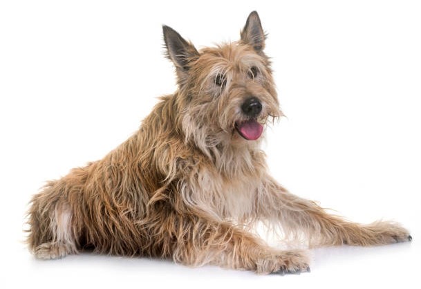 Picardy Shepherd Dog