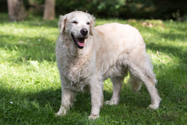 Slovak Shepherd Dog (Slovak Chuvach)