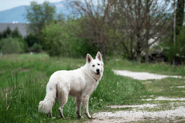 White Swiss Shepherd Dog