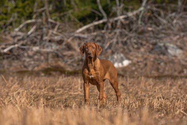 Hungarian Pointer (shorthaired) or Vizsla