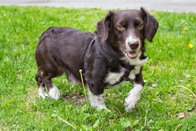 Westphalian Basset Hound