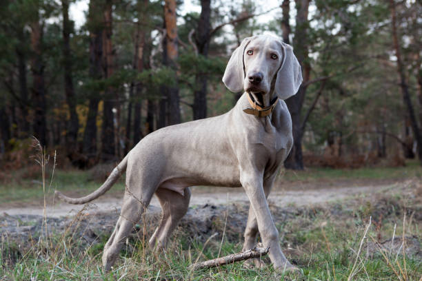 Weimaraner